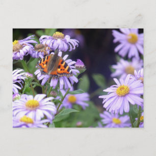 Schmetterling auf Blume Postkarte