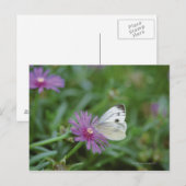 Schmetterling auf Blume Postkarte (Vorne/Hinten)