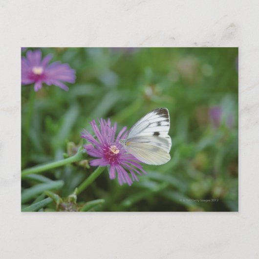 Schmetterling auf Blume Postkarte (Vorderseite)