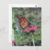 Schmetterling auf Blume Postkarte (Vorne/Hinten)