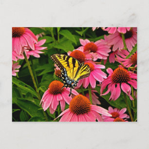 Schmetterling auf Blume v21 Postkarte