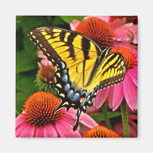 Schmetterling auf Blume v22 Magnet (Vorne)