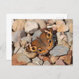 Schmetterling auf dem Fluss Rock Blank Postkarte