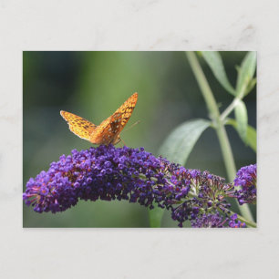 Schmetterling auf dem Schmetterling Bush Blossom Postkarte