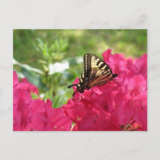 Schmetterling auf der Azalea Natur Florale Postkar Postkarte (Vorderseite)