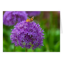 Schmetterling auf der Blume Allium