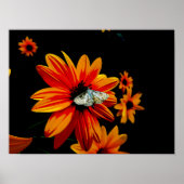 Schmetterling auf der Blume Fiery Orange - Kühne N Poster (Vorne)