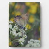 Schmetterling auf der Blume Fotoplatte (Vorderseite)