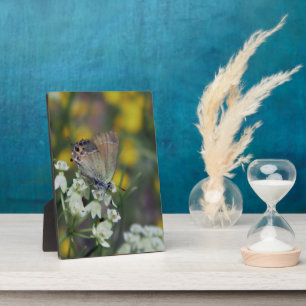 Schmetterling auf der Blume Fotoplatte