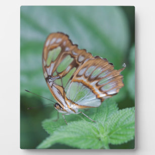 Schmetterling auf der Blume Fotoplatte