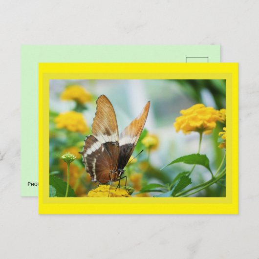 Schmetterling auf der Blume Postkarte (Vorne/Hinten)