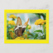 Schmetterling auf der Blume Postkarte (Vorderseite)
