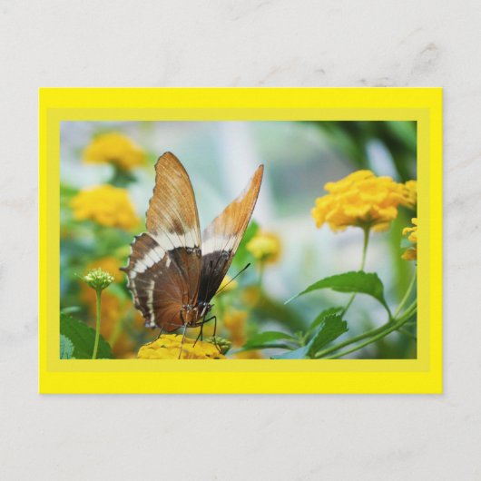 Schmetterling auf der Blume Postkarte (Vorderseite)