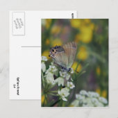 Schmetterling auf der Blume Postkarte (Vorne/Hinten)