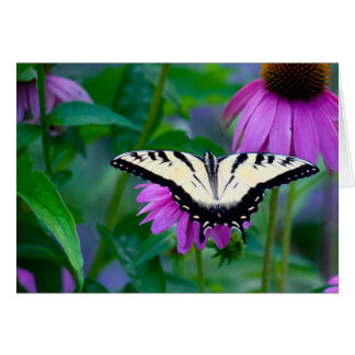 Schmetterling auf der Bühne