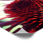 Schmetterling auf der Echinacea-Blume Nah Poster (Ecke)