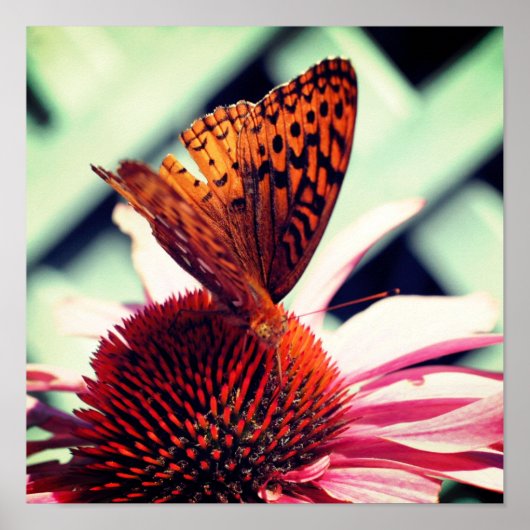 Schmetterling auf der Echinacea-Blume Nah Poster (Vorne)