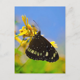 Schmetterling auf der Gelben Blume Postkarte