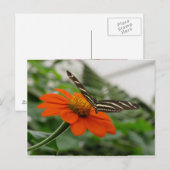 Schmetterling auf der Orange-Blume Postkarte (Vorne/Hinten)