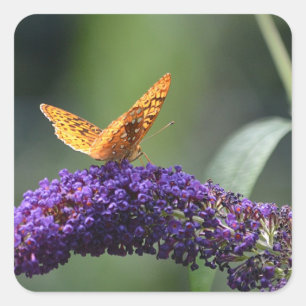 Schmetterling auf der Schmetterlingspuppe Bush Quadratischer Aufkleber