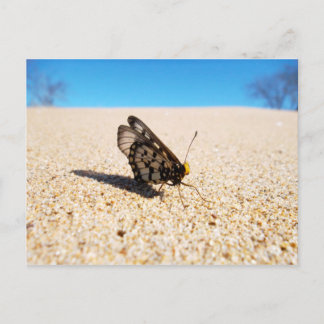Schmetterling auf der Strandpostkarte Postkarte