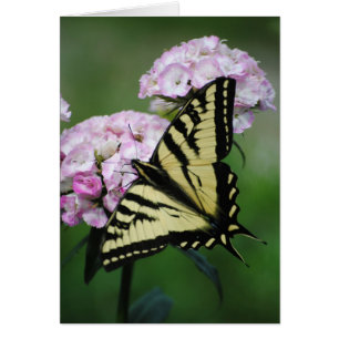 Schmetterling auf der Sweet Williams Blume Card