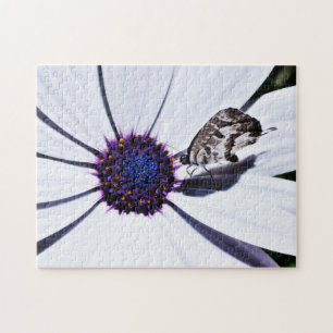 Schmetterling auf der White Daisy   Herausforderun Puzzle