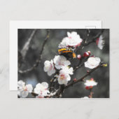 Schmetterling auf einem Almond-Blossom-Baum Postkarte (Vorne/Hinten)