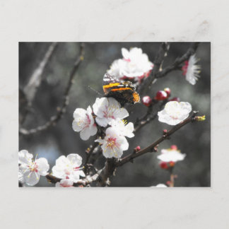 Schmetterling auf einem Almond-Blossom-Baum Postkarte