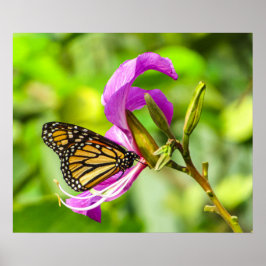 Schmetterling auf einem Blume-Poster Poster