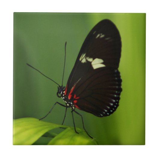 Schmetterling auf einem grünen Leaf mit schwarzen  Fliese (Vorderseite)