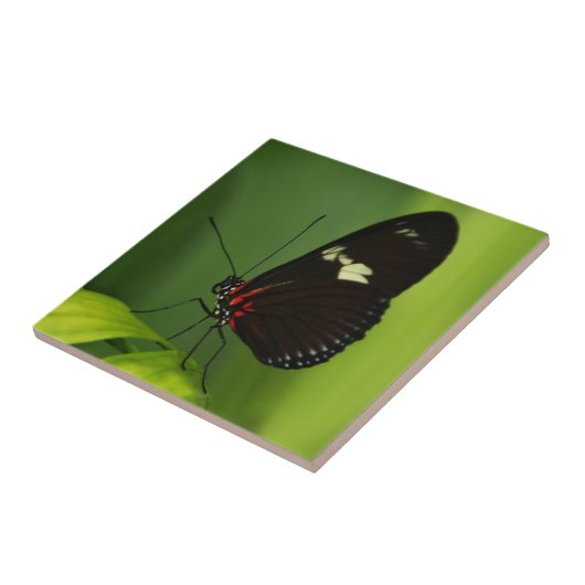 Schmetterling auf einem grünen Leaf mit schwarzen  Fliese (Seite)