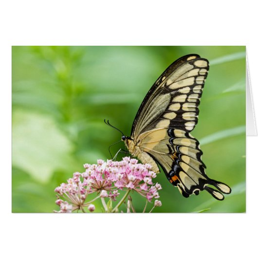 Schmetterling auf einer Blume (Vorderseite (Horizontal))