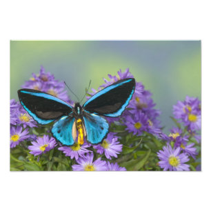 Schmetterling auf einer gelben Blume Fotodruck