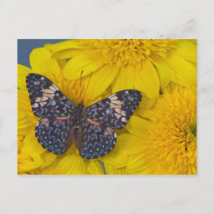 Schmetterling auf einer gelben Blume Postkarte