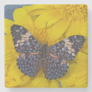 Schmetterling auf einer gelben Blume Steinuntersetzer