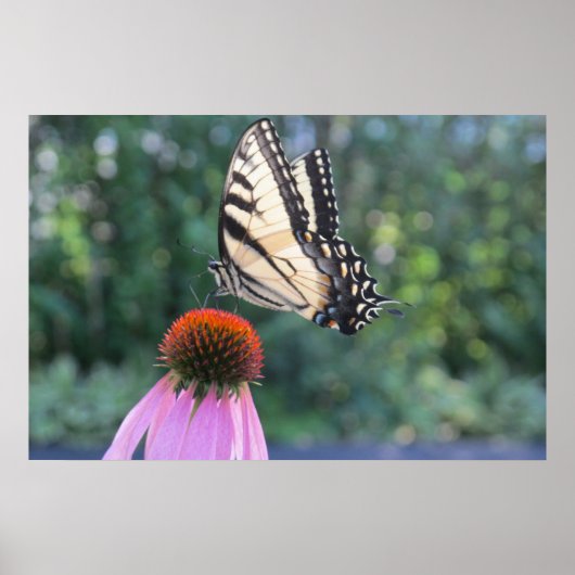 Schmetterling auf einer Lila Blume Poster (Vorne)