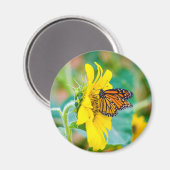 Schmetterling auf einer Sonnenblume Magnet (Vorderseite/Rückseite)