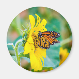 Schmetterling auf einer Sonnenblume Magnet