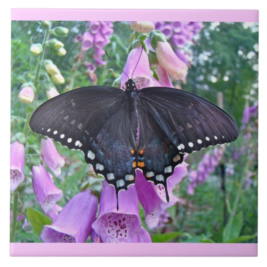 Schmetterling auf Foxhandschuhen Fliese (Vorderseite)