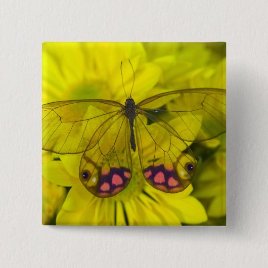 Schmetterling auf Gelb Button (Vorderseite)