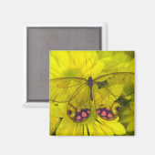 Schmetterling auf Gelb Magnet (Vorderseite/Rückseite)