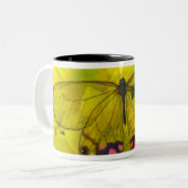Schmetterling auf Gelb Zweifarbige Tasse (Vorderseite Links)