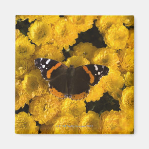 Schmetterling auf gelben Astern Magnet