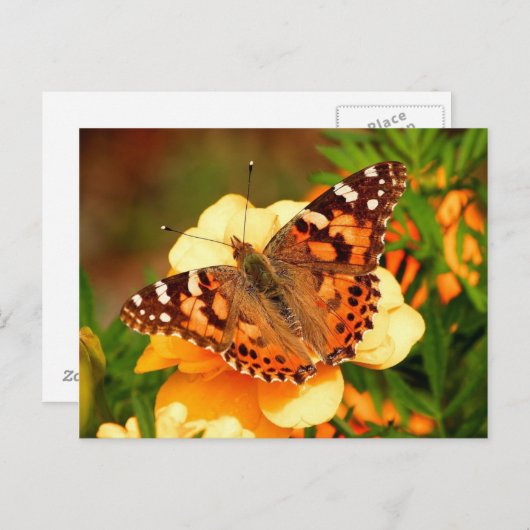 Schmetterling auf Gelben Blumen Postkarte (Vorne/Hinten)