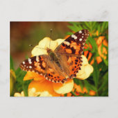 Schmetterling auf Gelben Blumen Postkarte (Vorderseite)