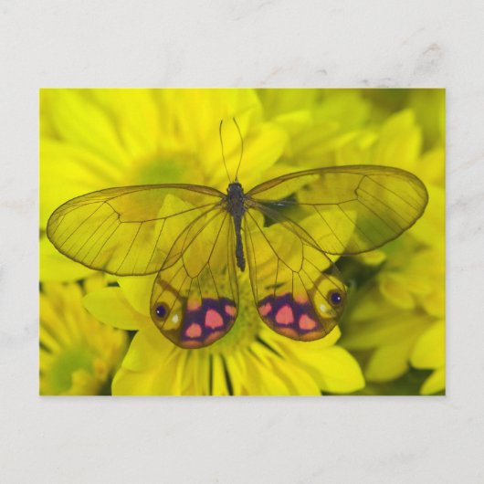 Schmetterling auf gelben Blumen Postkarte (Vorderseite)