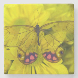 Schmetterling auf gelben Blumen Steinuntersetzer
