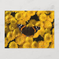 Schmetterling auf gelben Sternen