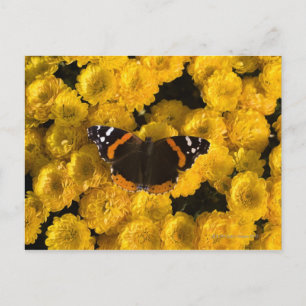 Schmetterling auf gelben Sternen Postkarte